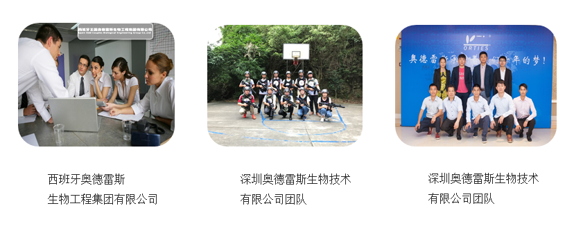團隊實力